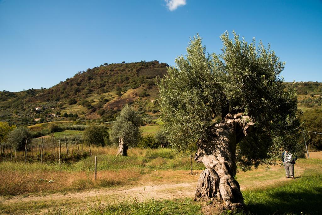 Agriturismo U Casinu dà Scala Campora San Giovanni Exterior foto